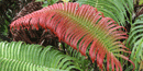 'Ama`u fern frond unfurling. 'Ama`u fern frond unfurling.